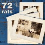 72 Rats – Wenn alles in Flammen aufgeht, bleibt der Wille zum Weitermachen: „it all burns down someday“ im Review (Musikplaylist) [ Post-Punk | New Wave | Indie Rock ]